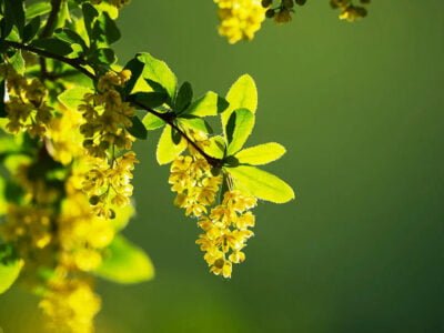 Berberine vs. Metformin: Which is More Effective for Blood Sugar Control?