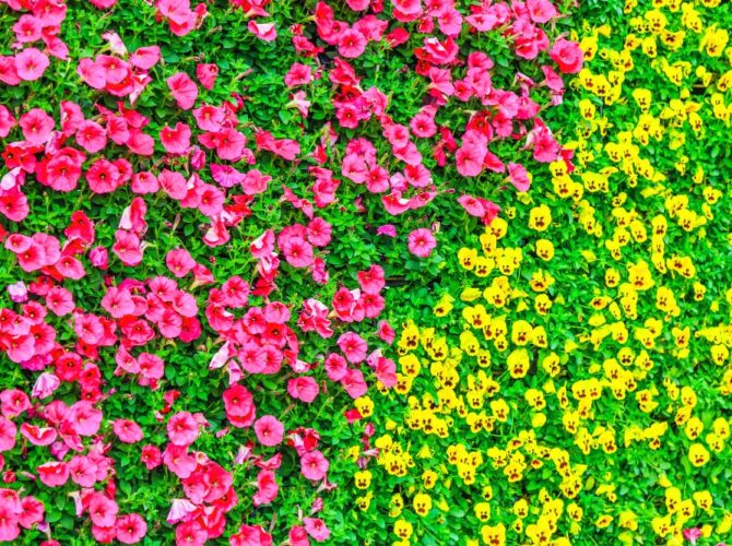 How to Create a Stunning Living Wall on a Budget