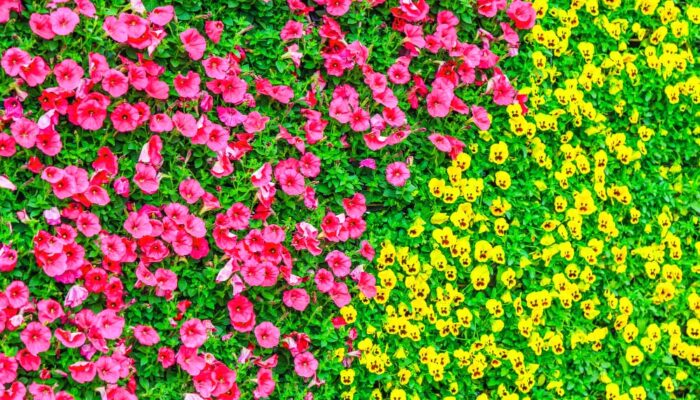 How to Create a Stunning Living Wall on a Budget