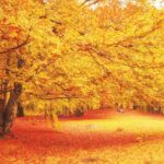 Embracing the Fall Season: Ways to Welcome Autumn into Your Life
