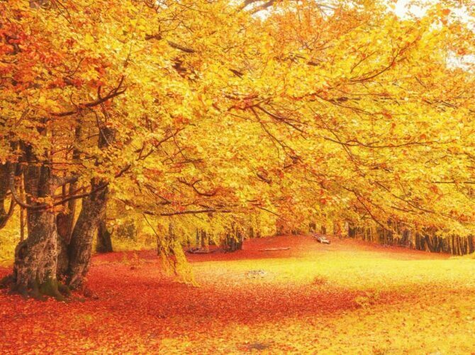 Embracing the Fall Season: Ways to Welcome Autumn into Your Life
