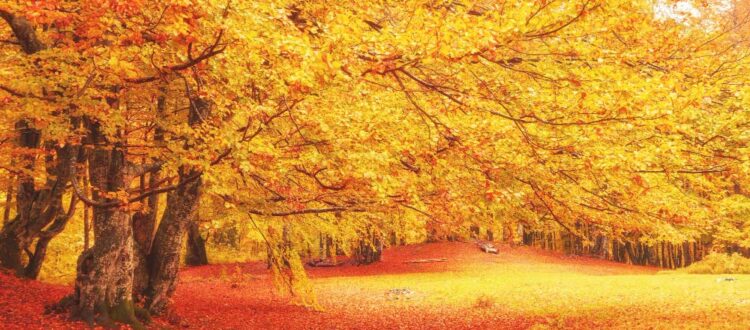 Embracing the Fall Season: Ways to Welcome Autumn into Your Life
