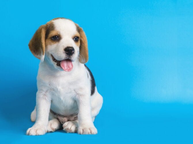 From Fur to Paws: Master the Art of Dog Grooming for a Blissful Pet