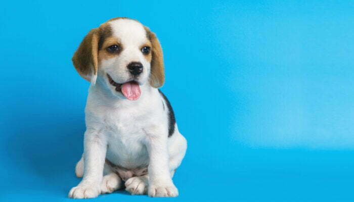 From Fur to Paws: Master the Art of Dog Grooming for a Blissful Pet