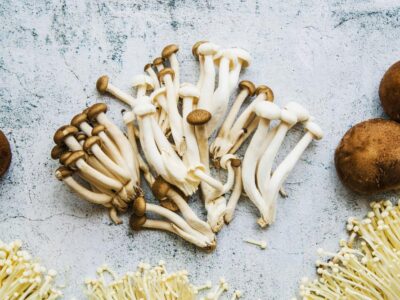 The Rise of Fungi Protein: A Sustainable Alternative to Animal-based Proteins