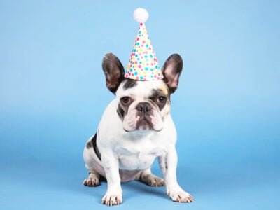 Howling Good Times: Unleash the Fun with the Perfect Pet Birthday Party
