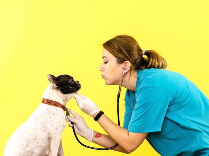 Unlocking the Secrets to a Healthy Pet: The Power of Regular Veterinary Check-ups
