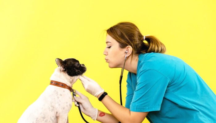 Unlocking the Secrets to a Healthy Pet: The Power of Regular Veterinary Check-ups