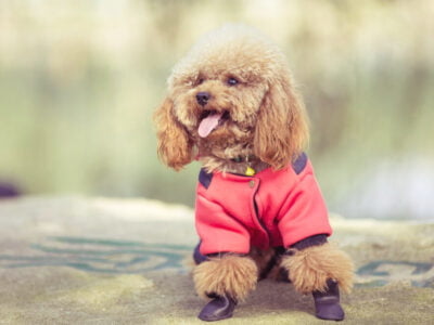 Pet Fashion Trends: The Latest Styles for Your Four-Legged Fashionista