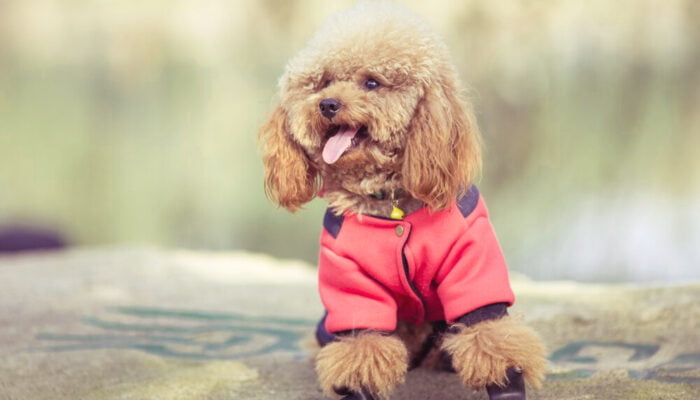 Pet Fashion Trends: The Latest Styles for Your Four-Legged Fashionista
