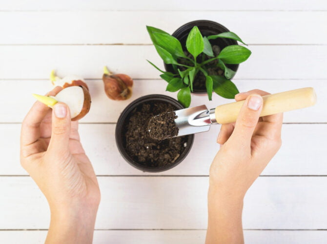 Mastering Seedling Hardening: Your 7-Day Blueprint