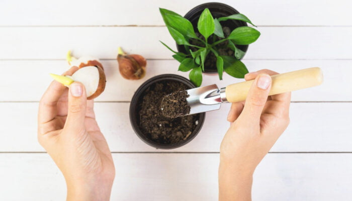Mastering Seedling Hardening: Your 7-Day Blueprint