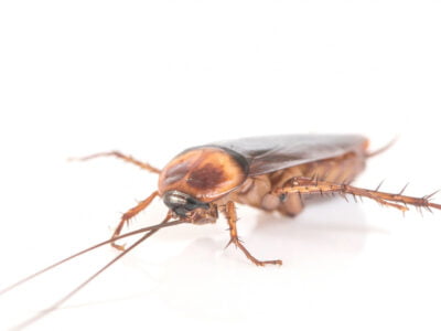 Cockroach Milk: Superfood Sensation or Just a Buzz?