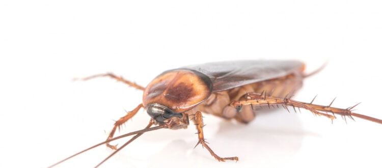 Cockroach Milk: Superfood Sensation or Just a Buzz?