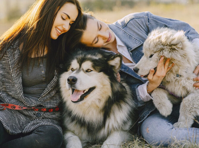 Unwavering Loyalty and Unmatched Joy: Why Dogs Reign Supreme on My List of Favorite Animals